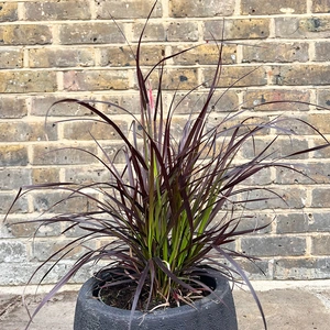 Pennisetum setaceum 'Rubrum' (Pot Size 3L) Fountain Grass - image 1