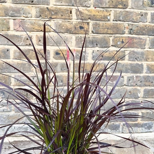 Pennisetum setaceum 'Rubrum' (Pot Size 3L) Fountain Grass - image 2