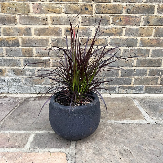 Pennisetum setaceum 'Rubrum' (Pot Size 3L) Fountain Grass - image 3