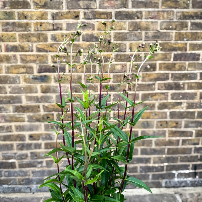 Penstemon 'Pensham Plum Jerkum' (Pot Size 3L) Plum Jerkum Penstemon - image 3