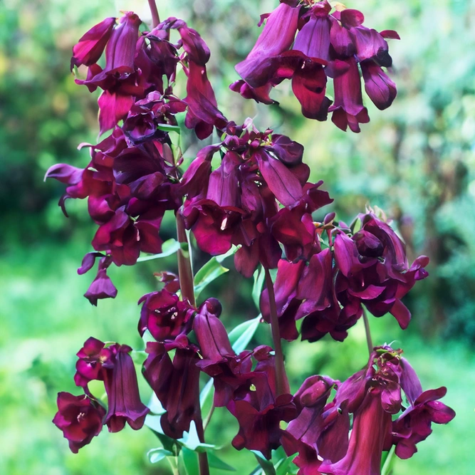 Penstemon heterophyllus Electric Blue