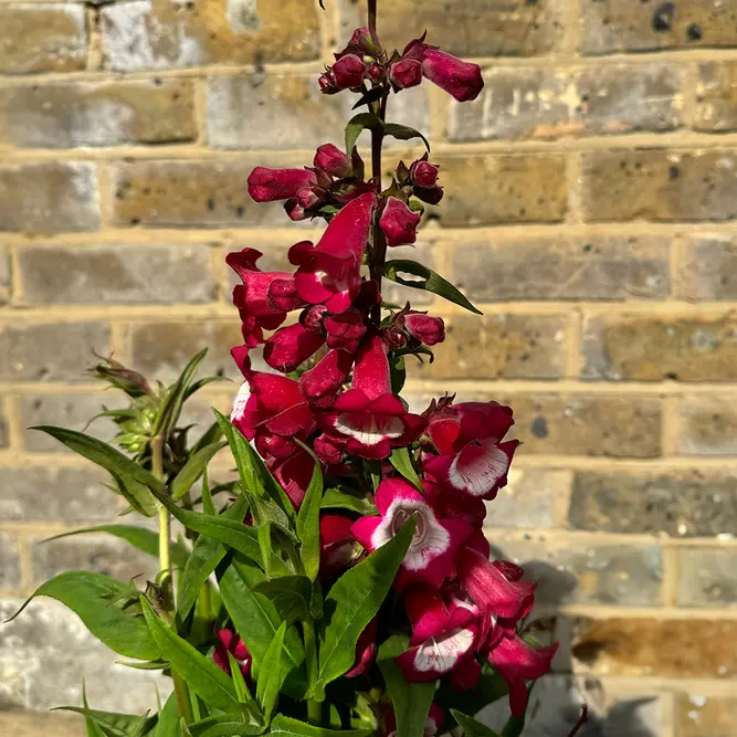 Penstemon heterophyllus Electric Blue