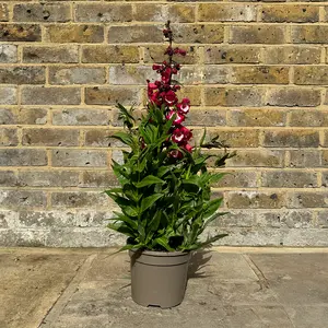 Penstemon 'Phoenix Magenta' (Pot Size 3L) Beardtongue - image 2