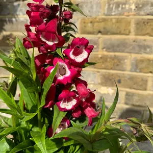 Penstemon 'Phoenix Magenta' (Pot Size 3L) Beardtongue - image 3