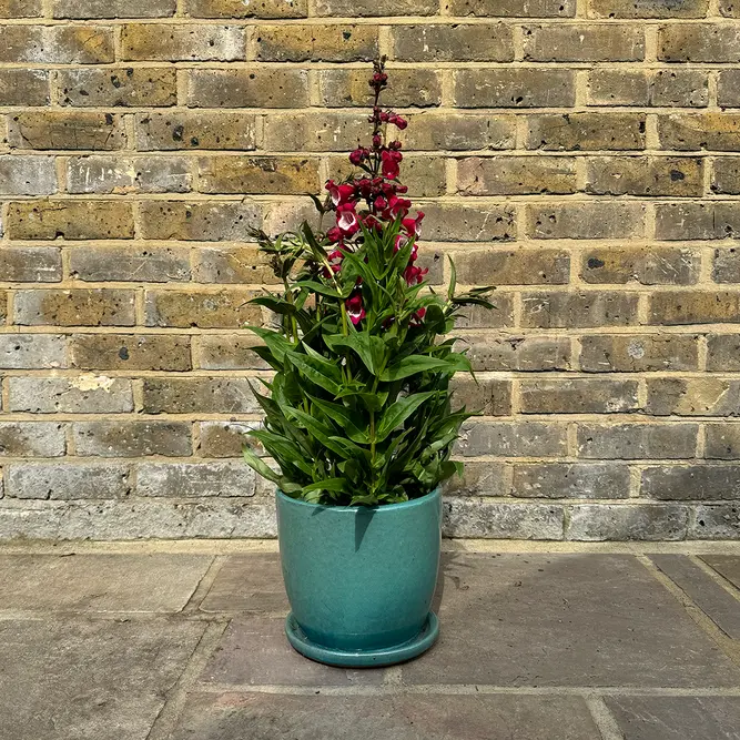 Penstemon 'Phoenix Magenta' (Pot Size 3L) Beardtongue - image 4