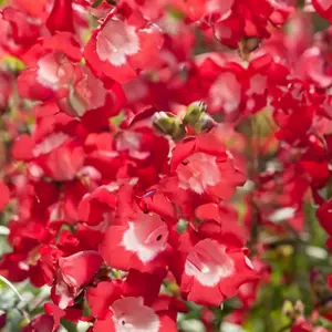 Penstemon heterophyllus Electric Blue