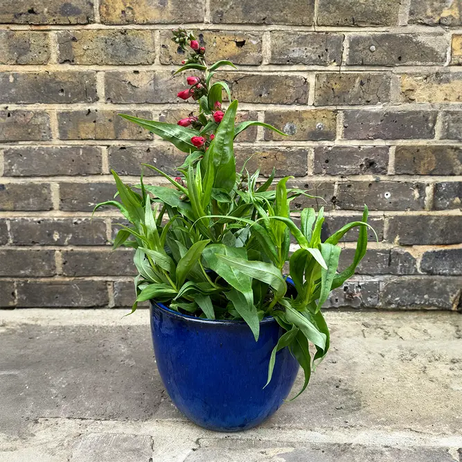 Penstemon 'Phoenix Red' (Pot Size 3L) - image 2