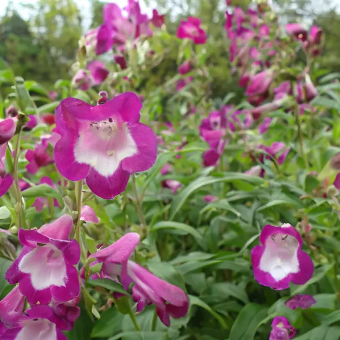 Penstemon heterophyllus Electric Blue