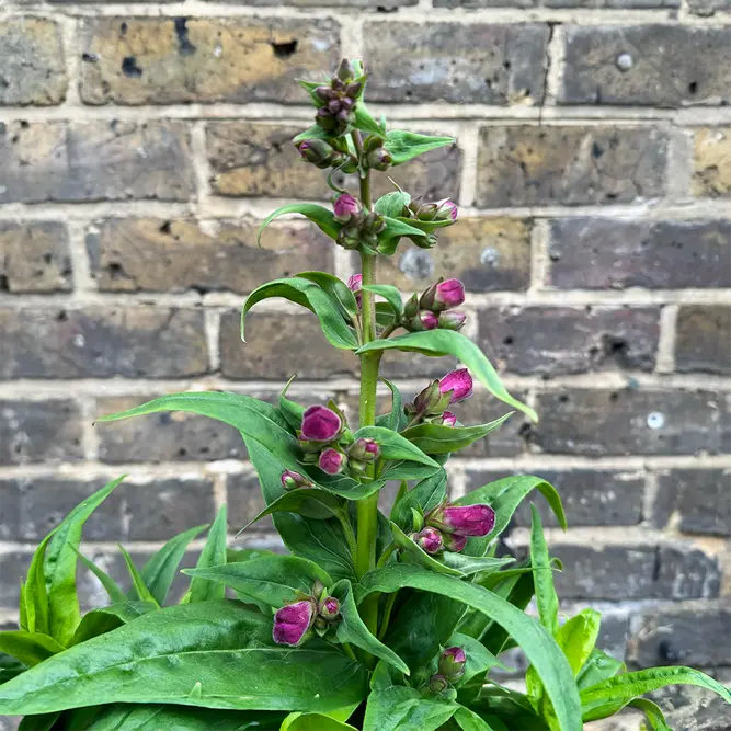 Penstemon 'Phoenix Violet' (Pot Size 3L) - image 2