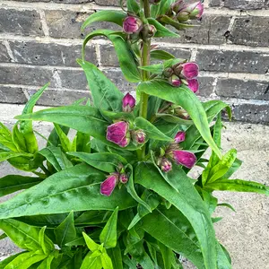 Penstemon 'Phoenix Violet' (Pot Size 3L) - image 3