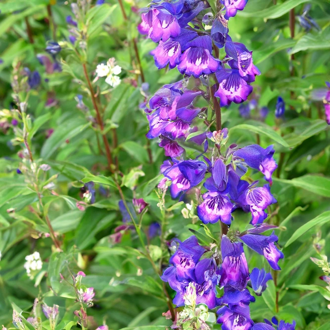 Penstemon heterophyllus Electric Blue