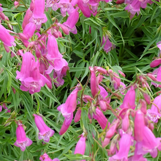 Penstemon heterophyllus Electric Blue