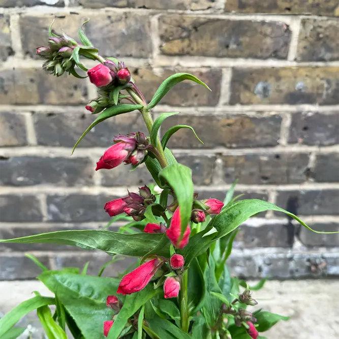 Penstemon 'Summer Pink' (Pot Size 3L) Beardtongue 'Summer Pink' - image 3