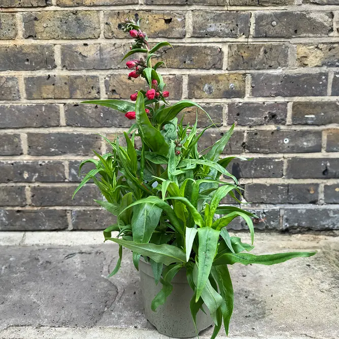 Penstemon 'Summer Pink' (Pot Size 3L) Beardtongue 'Summer Pink' - image 4