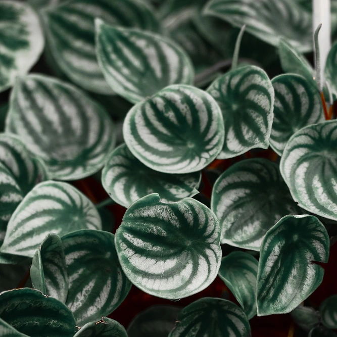 Peperomia 'Argyreia' (Pot Size 12cm) Watermelon Peperomia