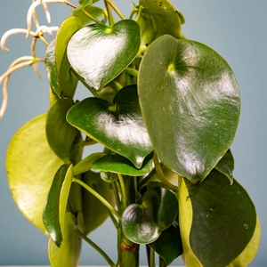 Peperomia polybotrya 'Raindrop' (Pot Size 12cm) - image 2