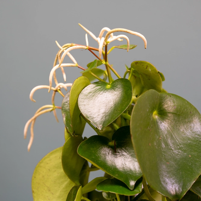 Peperomia polybotrya 'Raindrop' (Pot Size 12cm) - image 3