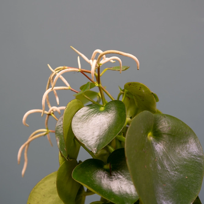 Peperomia polybotrya 'Raindrop' (Pot Size 12cm) - image 4