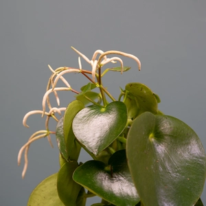 Peperomia polybotrya 'Raindrop' (Pot Size 12cm) - image 4