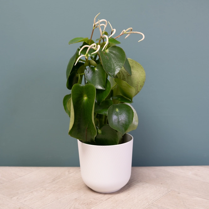 Peperomia polybotrya 'Raindrop' (Pot Size 12cm) - image 5