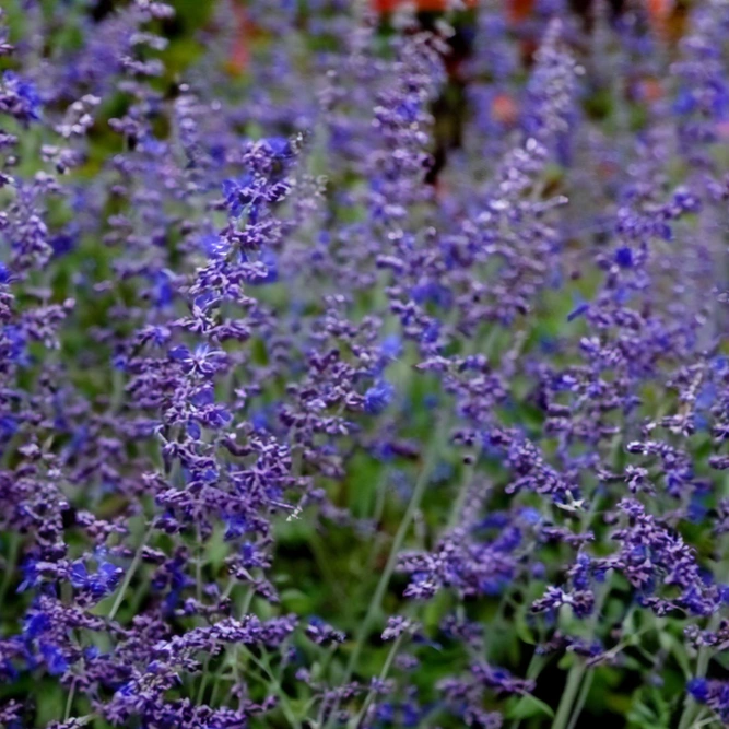 Perovskia atriplicifolia ‘Blue Steel’ (Pot Size 2L) Blue Steel Russian Sage