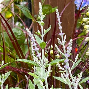 Perovskia atriplicifolia Silvery Blue 'Lissvery' (2L) Russian Sage - image 1