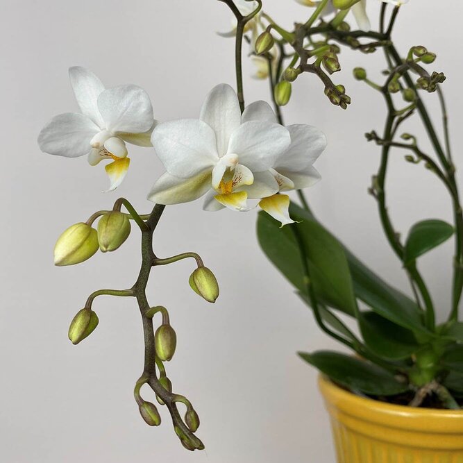 Phalaenopsis 'Liberty White' (Pot Size 9cm) Moth orchid - image 2