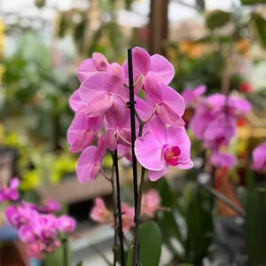 Phalaenopsis 'Supreme' (Pot Size 12cm) Moth orchid - image 2