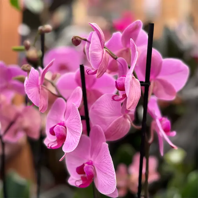Phalaenopsis 'Supreme' (Pot Size 12cm) Moth orchid - image 3