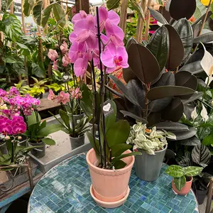 Phalaenopsis 'Supreme' (Pot Size 12cm) Moth orchid - image 4