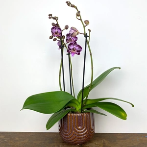 Phalaenopsis 'Thailand' (Pot Size 12cm) Moth Orchid - image 3