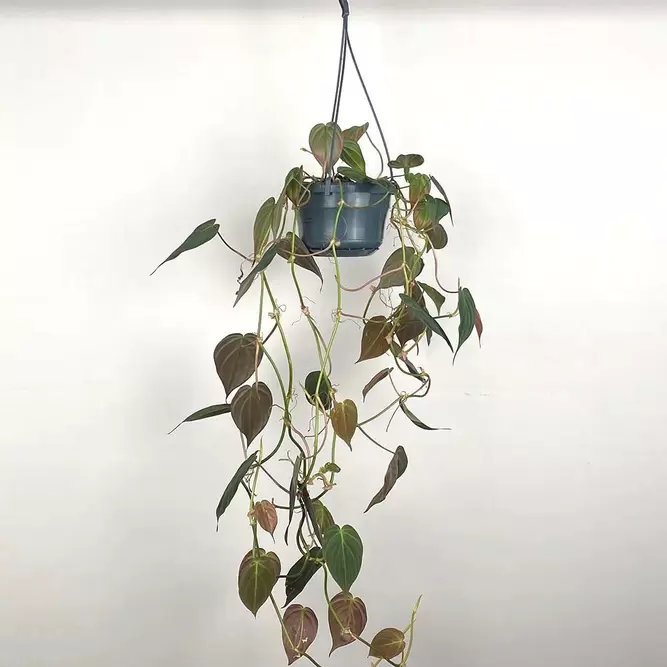 Philodendron hederaceum 'Micans' (Hanging Pot 15cm) Philodendron micans - image 2
