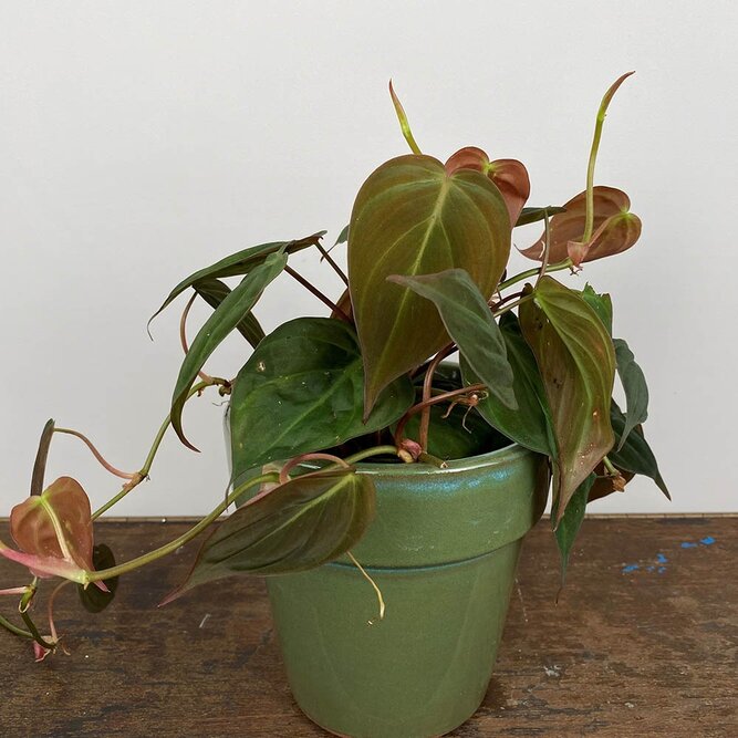 Philodendron hederaceum 'Micans' (Pot Size 12cm) Philodendron micans - image 1
