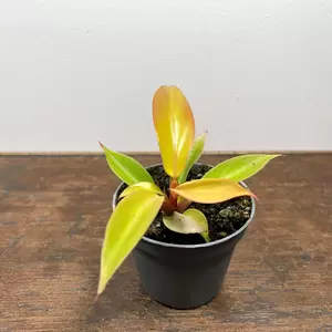 Philodendron 'Prince of Orange' (Pot Size 6cm)
