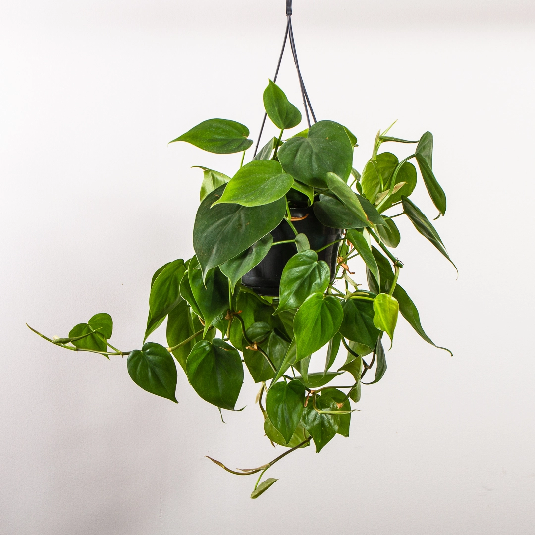 Philodendron scandens (Hanging Pot 15cm) Heartshaped philodendron - The ...