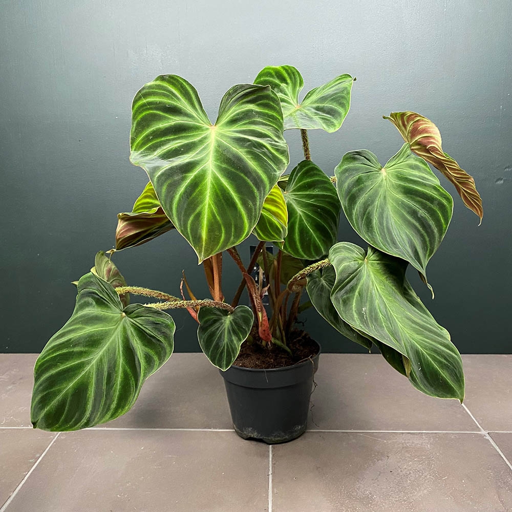 Philodendron Verrucosum Incensi Pot Size 15cm Ecuador Philodendron