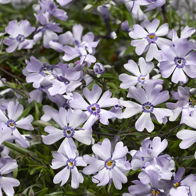 Phlox Goldiphlox White (11cm) Creeping Flox