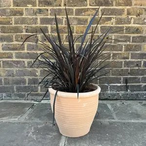 Phormium 'Back in Black' (5L) New Zealand Flax - image 3