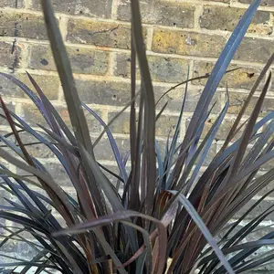 Phormium 'Back in Black' (5L) New Zealand Flax - image 1