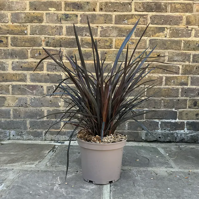 Phormium 'Back in Black' (5L) New Zealand Flax - image 2