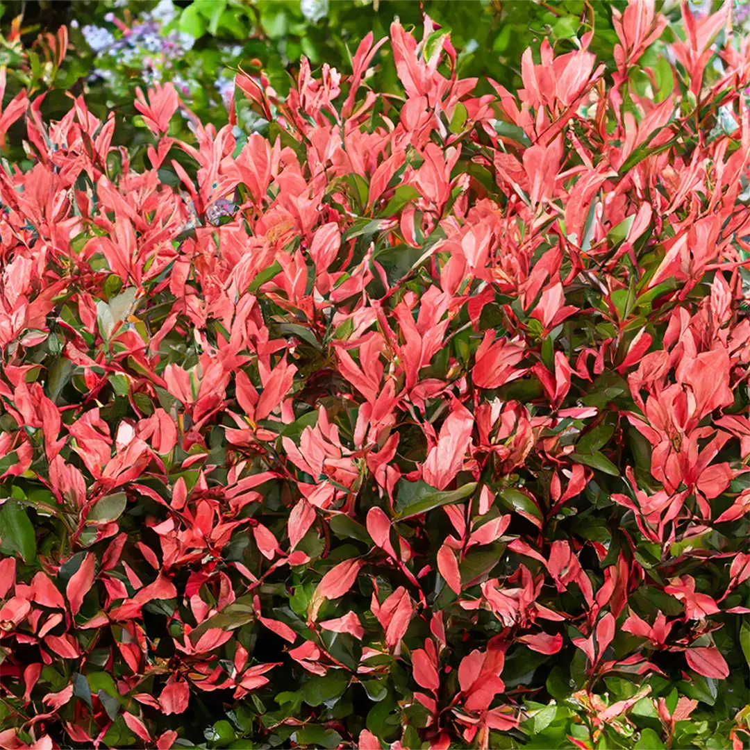 Photinia x fraseri 'Little Red Robin' (Pot Size 5L) Little Red Robin ...