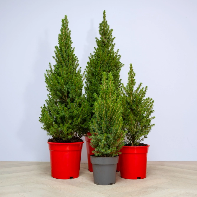 Picea glauca 'Perfecta' (Pot Size 15cm) White Spruce - image 1