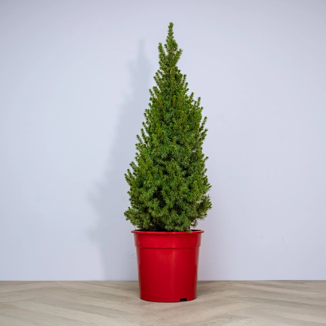 Picea glauca 'Perfecta' (Pot Size 10L) White Spruce - image 2