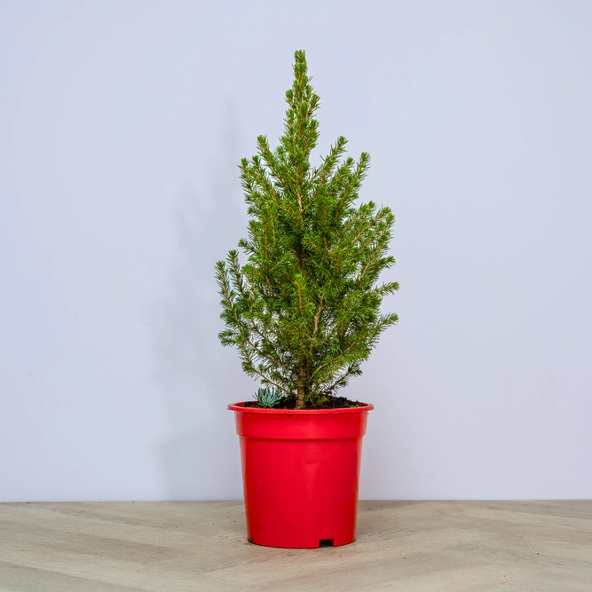 Picea glauca 'Perfecta' (Pot Size 3L) White Spruce - image 2