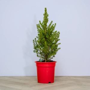 Picea glauca 'Perfecta' (Pot Size 3L) White Spruce - image 2