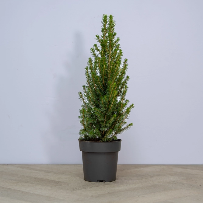 Picea glauca 'Perfecta' (Pot Size 15cm) White Spruce - image 2