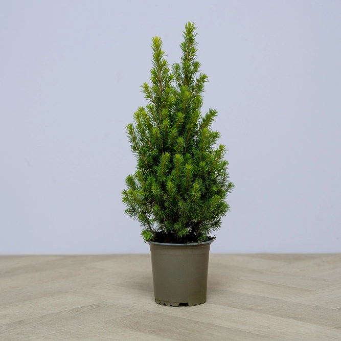 Picea glauca var. albertiana ‘Conica’ (Pot Size 11cm) Dwarf Alberta  Spruce