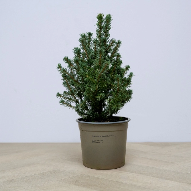 Picea glauca var. albertiana 'Sander's Blue' (Pot Size 10L) Alberta Spruce 'Sander's Blue'