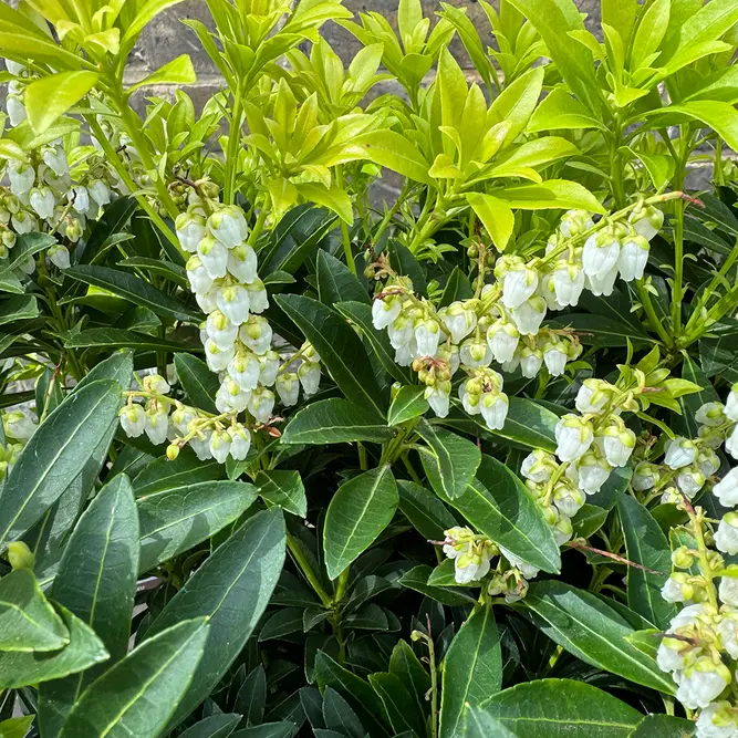 Pieris 'Debutante' (Pot Size 5L) - image 4