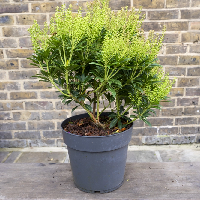 Pieris 'Debutante' (Pot Size 5L) - image 1